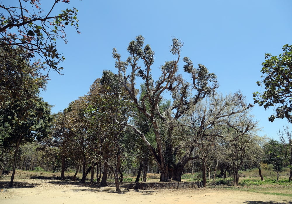 siruvani forest images